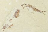 Cretaceous Lobster (Pseudostacus) with Two Fish - Lebanon #162801-1
